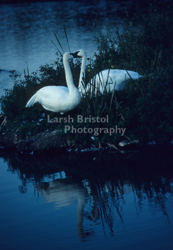 Swan Love