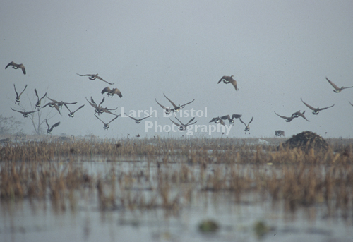 Geese in the Open Sky