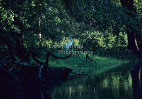 Egret Perched on Mississippi Backwaters