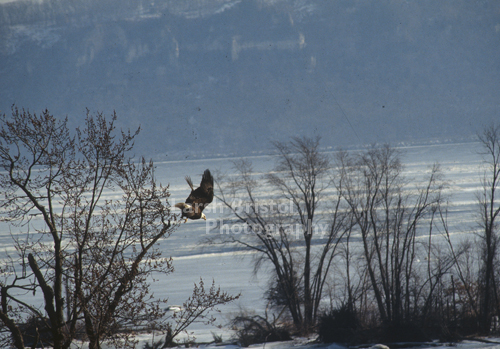 Winter Day Flight