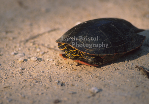 Turtle on Beach