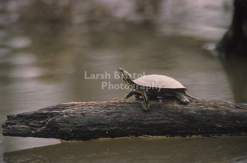 Turtle on a Log