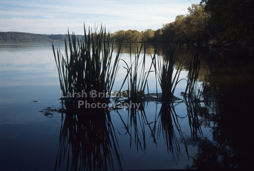 Silhouetted Reeds