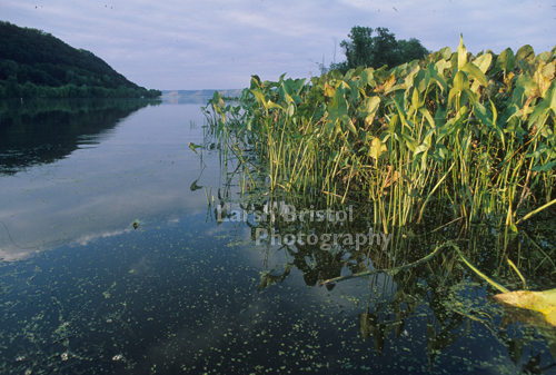 Mississippi River Foliage