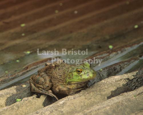 Muddy Frog