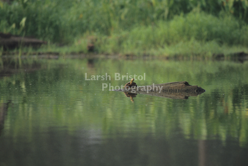 Snapping Turtle