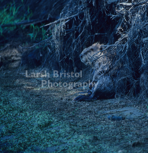 Beaver Sitting on the River Banks - LBP20317