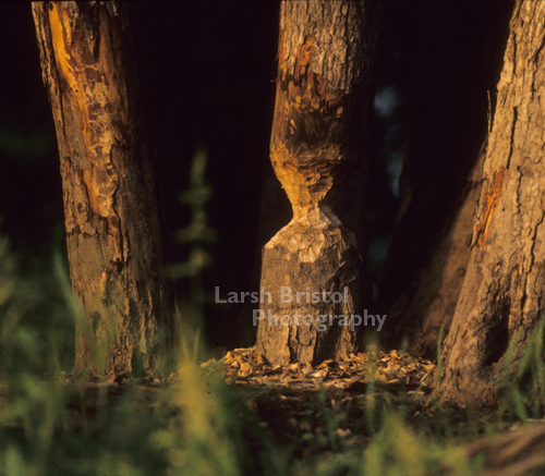 Beaver Eaten Trees - LBP20318