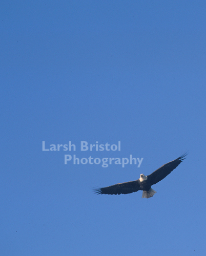 Soaring Bald Eagle