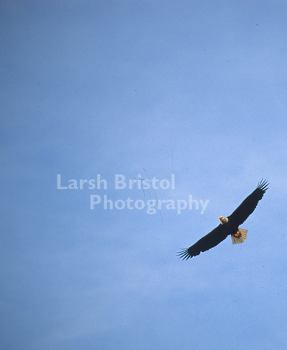 Soaring Bald Eagle Calling