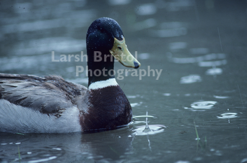 Swimming in the Rain