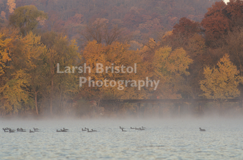 Fall Swim