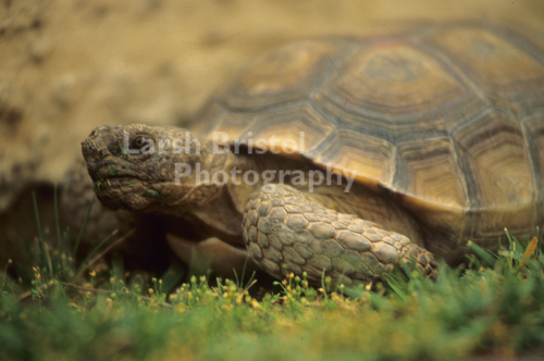 Grazing Turtle