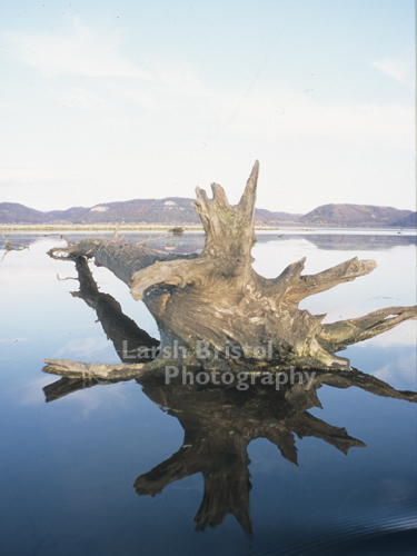 Tree Root Reflection