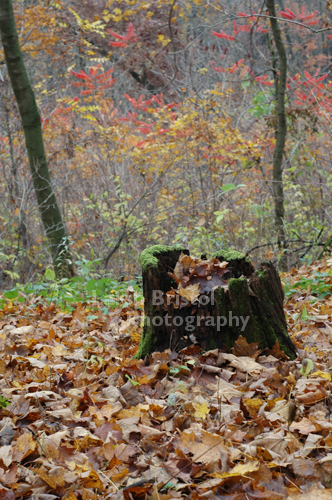 Fall in the Forest