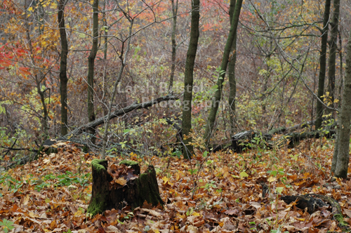 Fall in the Forest II