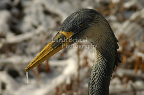 Heron Icicle