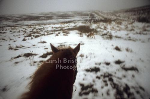 Winter Trail Ride