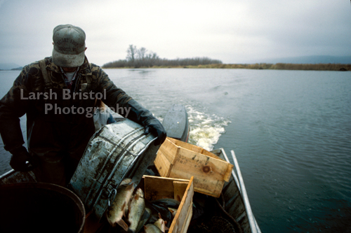 Man in boat with boxes of fish