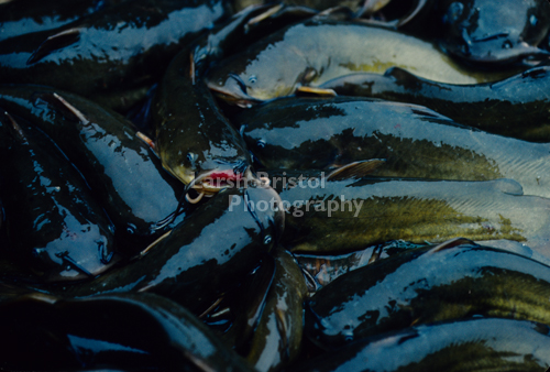 Piled Black Fish