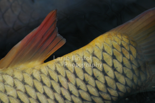 Close-up of Fish