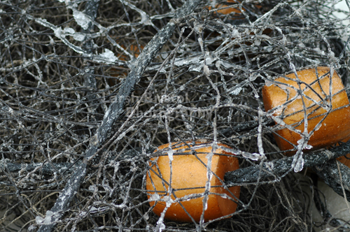 Net Close-up