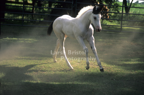 Playful Colt