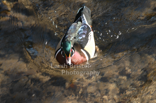 Male Wood Duck Swimming