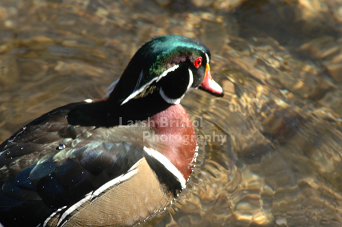 Male Wood Duck Swimming II