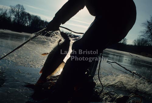 Fish Caught in Net