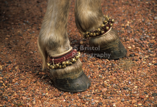 Bells on Horse's Ankles